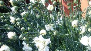 Arbusto dai piccoli fiori bianchi profumatissimi. Il Piccolo Garofano Degli Orti Inglesi Profuma D Infanzia La Stampa