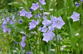 Campanula Persicifolia Peach Leaved Bellflower Fairy Bellflower Fairy Bells Peach Bells Petticoat Bellflower Will Rose Companion Plants Bellflower Plants
