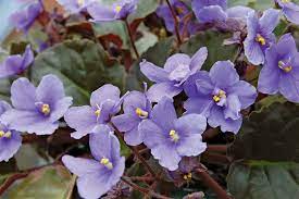 African violets ( saintpaulia species) are excellent indoor flowering plants. African Violet Plant Britannica