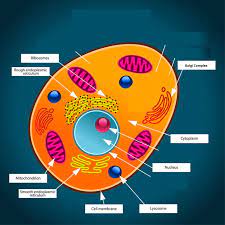 Maybe you would like to learn more about one of these? Animal Cell Diagram Quizlet