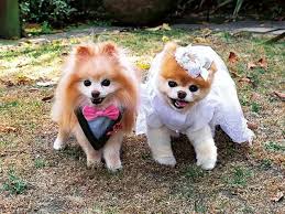 Dikkat Asiri Minnosluk Icerir Dunya Evine Giren 21 Tatlis Cift Boo Dog Sevimli Kopekler Cok Sirin Hayvanlar