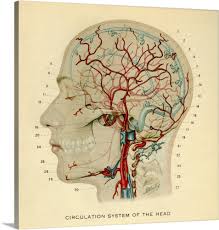 This diagram depicts neck anatomy pictures. Anatomy Diagram Showing Crucial Veins In Human Head And Neck Wall Art Canvas Prints Framed Prints Wall Peels Great Big Canvas