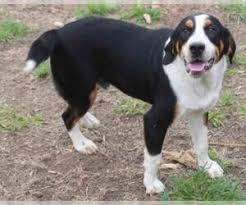 Bernese mountain dog puppies for sale in texasselect a breed. Puppyfinder Com Bernese Mountain Dog Dogs For Adoption Near Me In Texas Usa Page 1 Displays 10