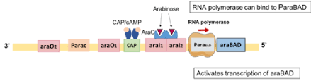 This page is about the various possible meanings of the acronym, abbreviation, shorthand or slang term. L Arabinose Operon Wikipedia