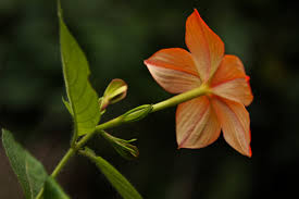 Image result for Mussaenda elegans
