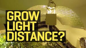 We did not find results for: How Far Should My Growlight Be From My Plants Youtube