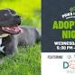 P&P Adoption Night