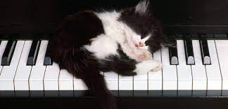 Music has a soothing effect on us humans. Official Cats Find Classical Music Relaxing Classic Fm