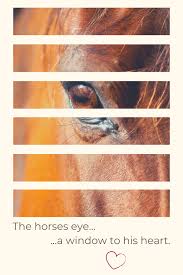 Horses Photonichealth Red Light Therapy Horses Light Therapy