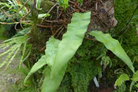 Image result for Oleandra