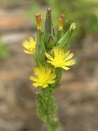 Image result for Lactuca ugandensis
