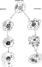 Early changes are very subtle and appear on electron microscope only after 2 to 3 hours and, in a light microscope, only after 6 hours. Apoptosis And Necrosis Induced Changes In Light Attenuation Measured By Optical Coherence Tomography Springerlink