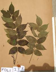 Image result for Antrocaryon