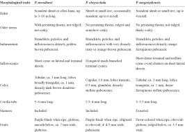 Image result for Premna tanganyikensis