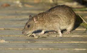 Nottingham Pest Control Rats