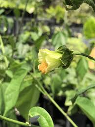 Image result for Pavonia clathrata