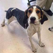 Norton Va M Twc Wise County Shelter Https M Facebook Com 1408975849325966 Photos A 1538148446408705 1073741863 1 Treeing Walker Coonhound Coonhound Pets