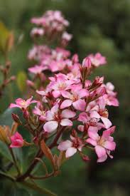 Image result for Rhaphiostylis