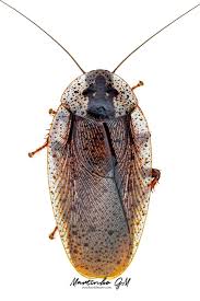 Image result for Brownleea maculata