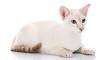 Colorpoint Shorthair Cat Breed Information, Pictures ...