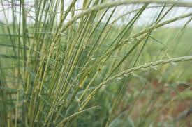 Image result for Sehima