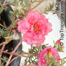 Grazie a piantina online now riceverai velocemente la tua nuova piantina con tanti spunti per la tua nuova casa. Portulaca Grandiflora Moss Rose Perslane Purslane Toptropicals Com