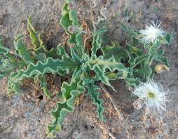 Image result for Mesanthemum africanum