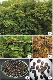 Image result for Bridelia