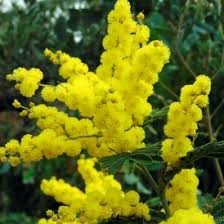 Maybe you would like to learn more about one of these? Buy Yellow Flowering Trees Online Gardenersdream