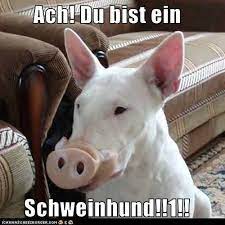 Ach Du Bist Ein Schweinhund 1 Funny Dog Pictures Puppy Dog Pictures Funny Dogs