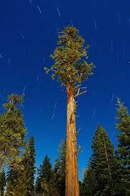 Check spelling or type a new query. An Ancient Incense Cedar Tree Under Moonlight Cedar Tree Cedar Trees Importance Of Trees