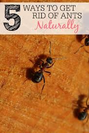 How To Get Rid Of Ants Naturally Get Rid Of Ants Rid Of Ants Ants
