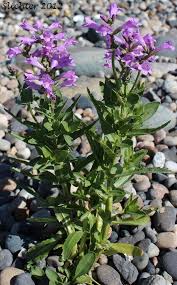 Image result for Psydrax parviflora