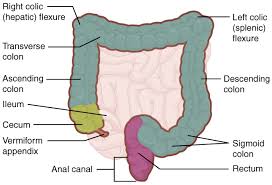 Major part of large intestine, the final section of the digestive system. Diagnostics Free Full Text Feature Point Tracking Based Localization Of Colon Capsule Endoscope