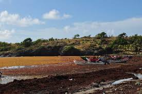 Caribbean Hit Hard By Sargassum Seaweed Invasion — Global Issues