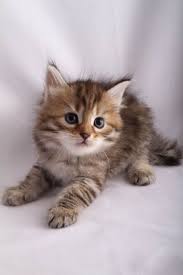 Download lying down, fur, fluffy cat, cute wallpaper from below hd widescreen 4k 5k 8k ultra hd resolutions for your device such as desktop, laptop, mobile, tablet and ipad. Brown Tiger Kitten Novocom Top