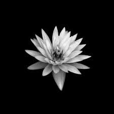 Papers Co Wallpaper Papers Co Ae89 Dark Flower Black Xperia Z Background 40 Wallpaper Jpg Iphone Achtergrond Wallpaper Iphone Wallpaper