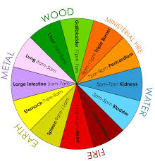 Tcm 24 Hour Organ Qi Cycle