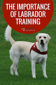 The Importance Of Labrador Training Labrador Training Labrador Retriever Facts Labrador Retriever