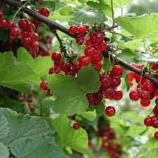 red lake stammt wie der name schon vermuten lasst aus den usa und ist seit 1950 in europa verbreitet die blute erscheint straucher beerenstraucher beeren