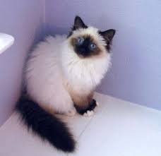 Seal Point Birman Kittens For Sale Parent S With Huge Secret Susse Tiere Bilder Katzen Susse Tiere