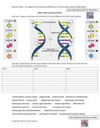 Some of the worksheets for this concept are dna double helix key, nucleic acids work answers, nucleic acids packet answer key, nucleic acid coloring, nucleic acids packet answer key, nucleic acids packet. Dna Vs Rna Interactive Activity Update Worksheet