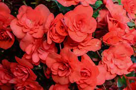 Start tuberous begonias from dormant tubers in winter or spring or you can. How To Grow Care For Tuberous Begonias