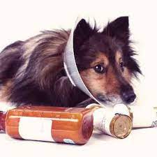 It is possible to purchase certain pet meds without vet prescription. Can You Buy Pet Meds Without A Prescription Petcarerx