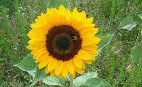Die blütezeit der einzelnen arten der sonnenblumen weicht. Sonnenblumen Aussaen Und Pflanzen Mein Schoner Garten