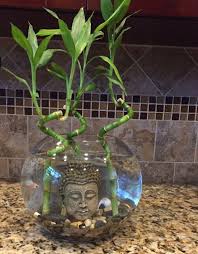 Pin By Zina Von On Home Goals Indoor Water Garden Betta Fish Care Plants