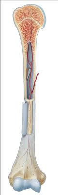 Skeletal system diagram without labels printable human skeleton. Figure 8 1 Features Of An Adult Long Bone Diagram Quizlet