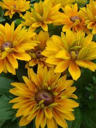 Pin On Cool Flowers