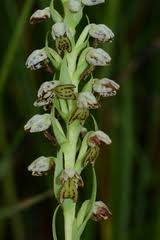 Image result for Brachycorythis velutina