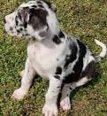 Great Dane Puppies for Sale, Australia - Dogz Online